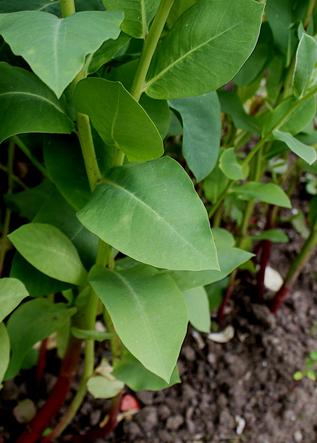 Изображение особи Euphorbia marginata.