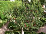 Punica granatum. Цветущее дерево. Испания, автономное сообщество Андалусия, провинция Гранада, комарка Вега-де-Гранада, г. Гранада, Альгамбра. 13.07.2012.