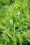 Arabidopsis pumila