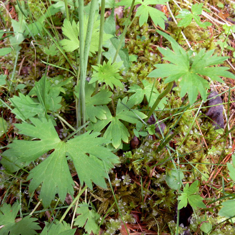 Image of Ranunculus subborealis specimen.