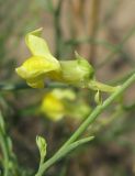 Linaria dulcis. Цветок. Украина, г. Запорожье, возле Детской железной дороги. 30.06.2013.