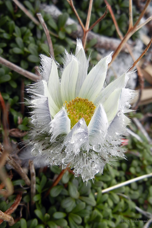 Изображение особи Pulsatilla taraoi.