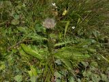 Cirsium rhizocephalum