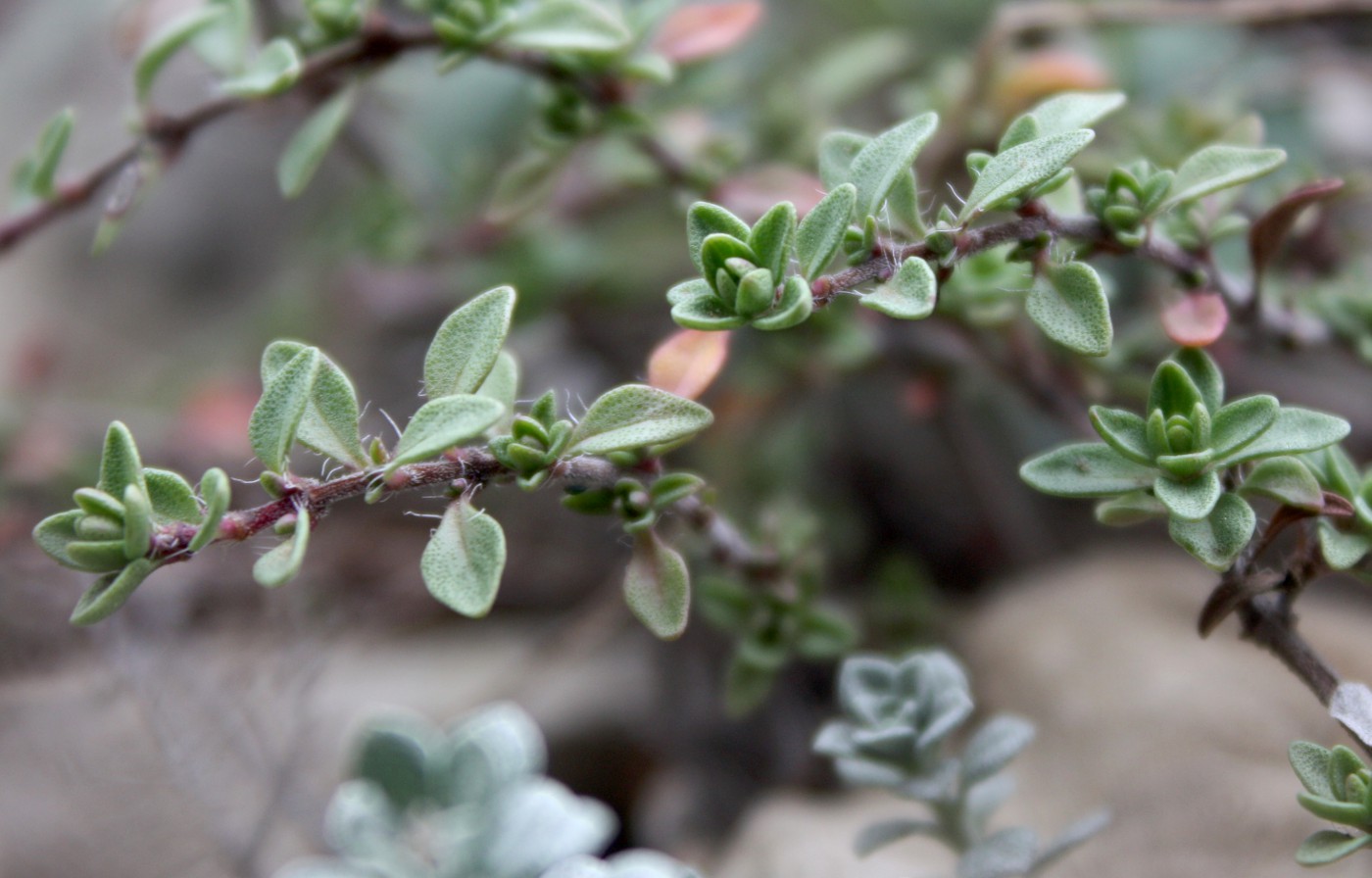 Изображение особи Thymus zheguliensis.