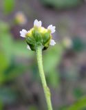 Galinsoga parviflora