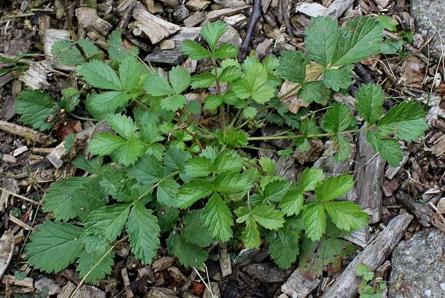 Изображение особи Potentilla rupestris.