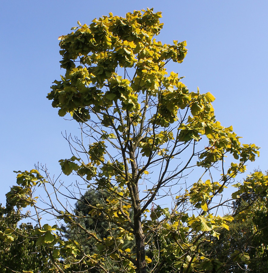 Изображение особи Quercus dentata.
