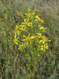 Senecio paucifolius. Верхушка цветоноса с соцветиями. Саратовская обл., Татищевский р-н, на солонцеватом лугу. 28 июля 2013 г.