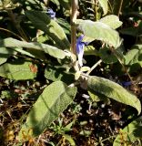 Salvia tomentosa