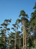 Pinus sylvestris. Сосновый лес. Крымский природный заповедник, северо-восточный склон Бабуган-Яйлы. 18.07.2009.