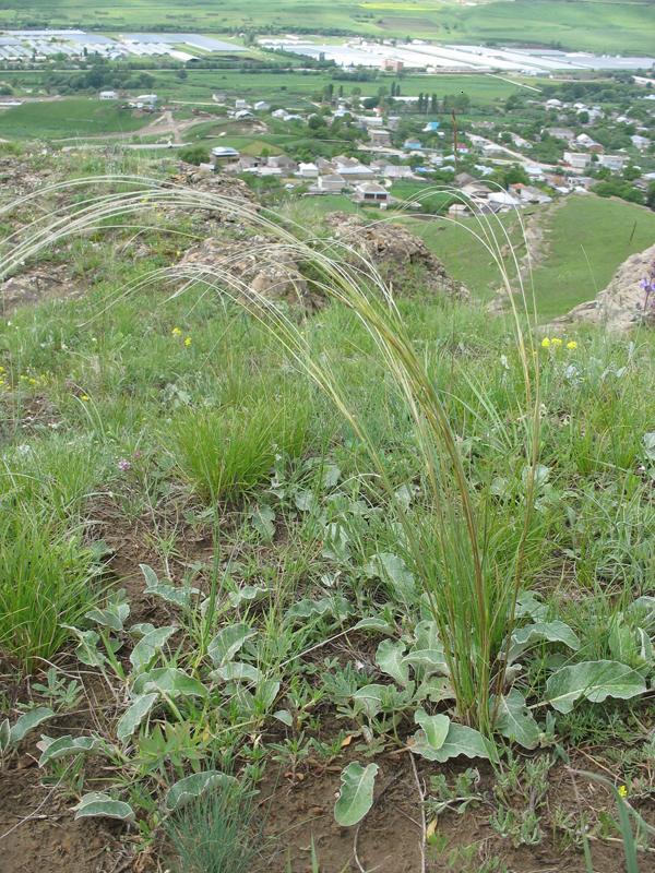 Изображение особи Stipa pontica.