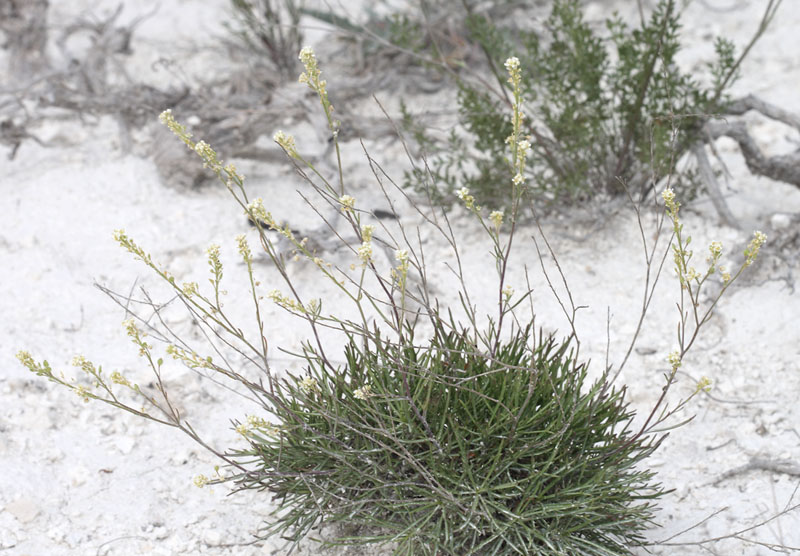 Изображение особи Lepidium meyeri.