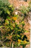 Aizopsis aizoon. Цветущее растение. Читинская обл., среднее течение р. Тунгир. Июль 2000 г.