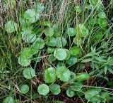 Hydrocotyle vulgaris