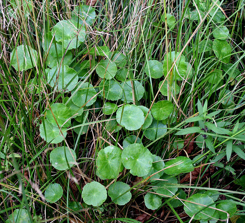 Изображение особи Hydrocotyle vulgaris.