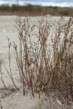 Juncus articulatus. Плодоносящее растение на гаже на берегу обмелевшего водоёма. Ленинградская обл., Волосовский р-н. 28.09.2014.