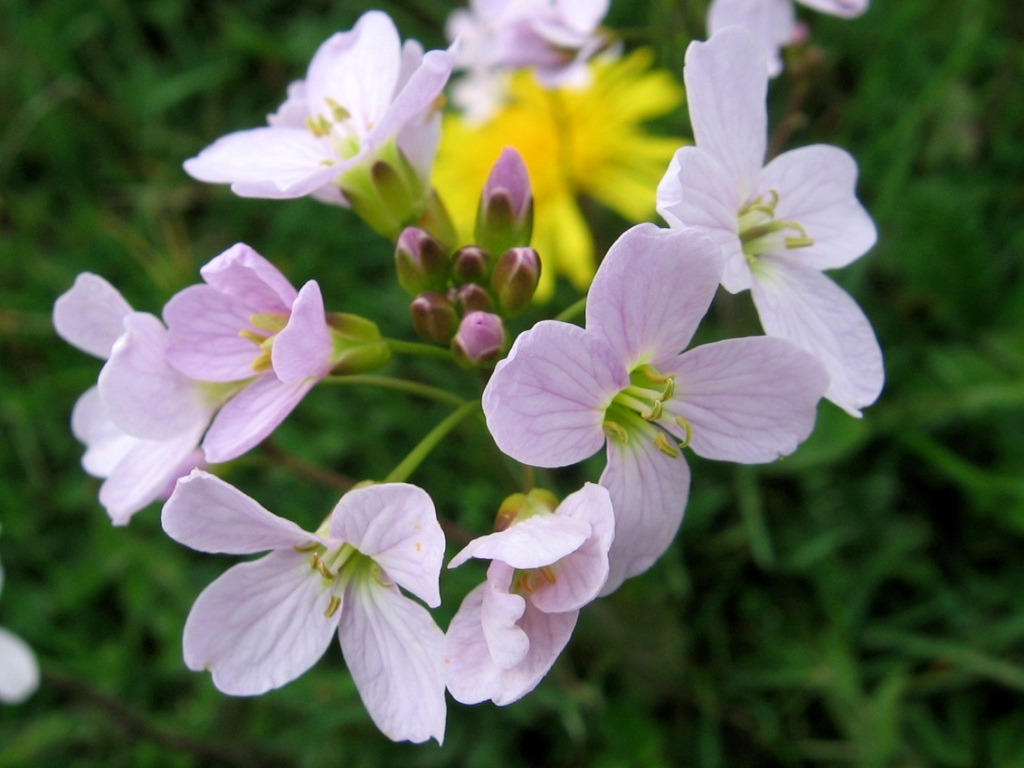 Изображение особи Cardamine pratensis.