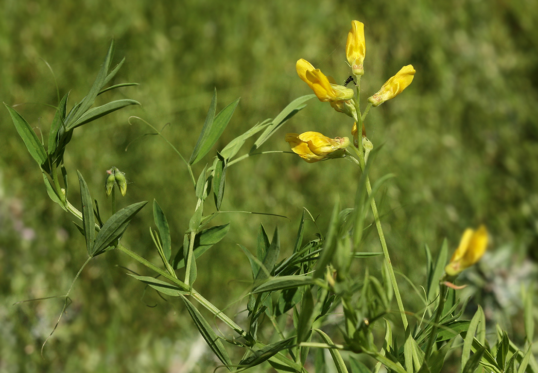 Изображение особи Lathyrus pratensis.