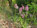 Orchis &times; angusticruris