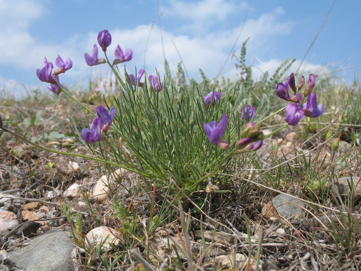 Изображение особи Astragalus nematodes.