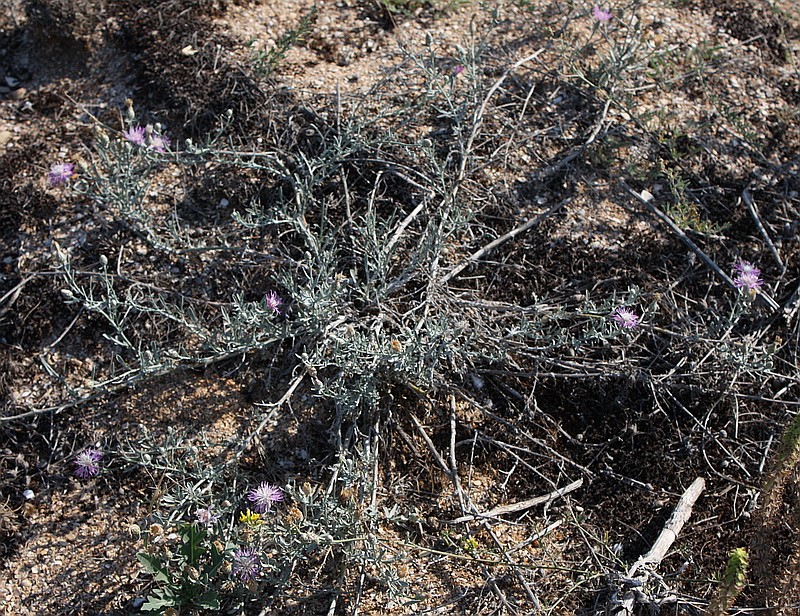 Изображение особи Centaurea odessana.