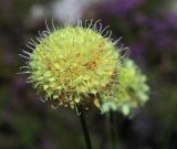 Cephalaria uralensis