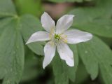 Anemone nemorosa. Отцветающий цветок. Беларусь, Минский р-н, остановочный пункт Зелёное, смешанный редкий лес с преобладанием елей. 22.05.2016.