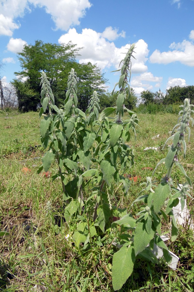 Image of Stachys germanica specimen.