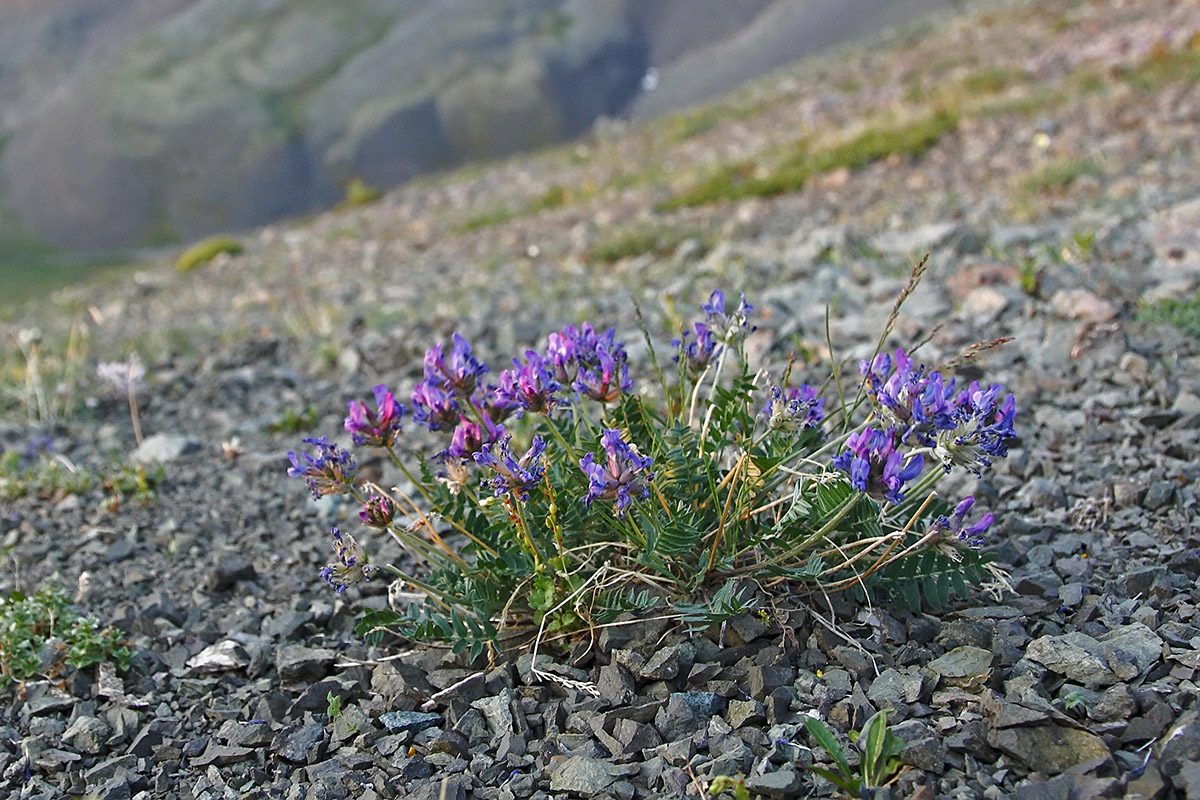 Image of Oxytropis kusnetzovii specimen.