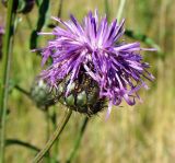 Centaurea scabiosa. Соцветие. Республика Мордовия, Большеберезниковский р-н, окр. с. Вейсэ, открытый склон с выходами мергелисто-меловых пород. 5 августа 2016 г.