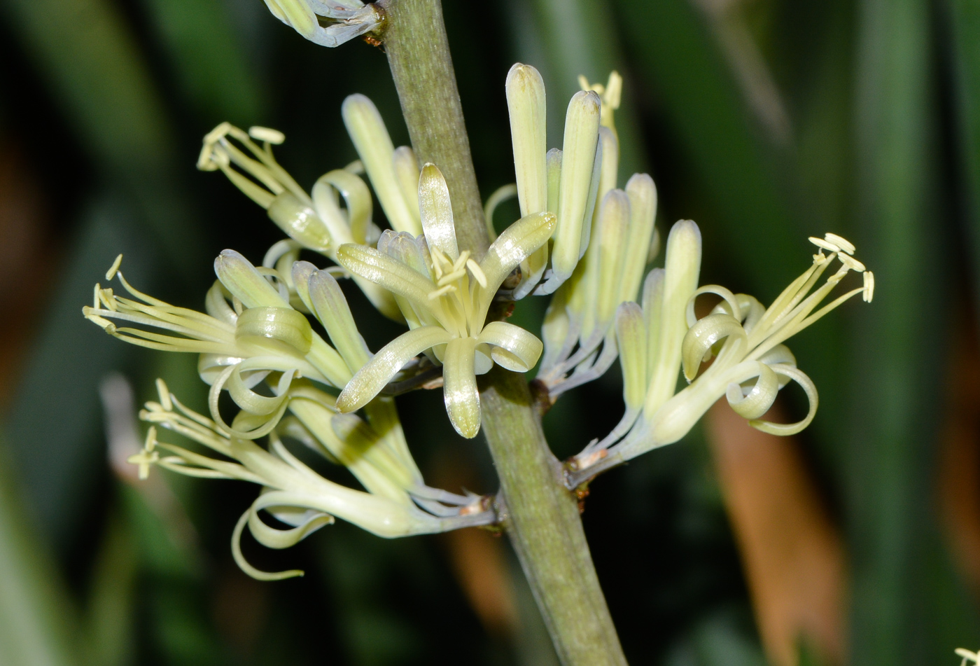 Изображение особи Sansevieria cylindrica.