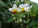 Sparmannia africana