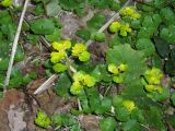 Chrysosplenium alternifolium