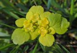 Chrysosplenium alternifolium. Верхушка цветущего растения. Марий Эл, г. Йошкар-Ола, Центральный парк, газон. 19.05.2017.