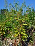 Phytolacca americana