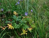 Geranium pratense