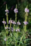 Physostegia virginiana. Верхушки цветущих растений. Кировская обл., г. Киров, Ботанический сад Вятского государственного университета, в культуре. 22.09.2018.