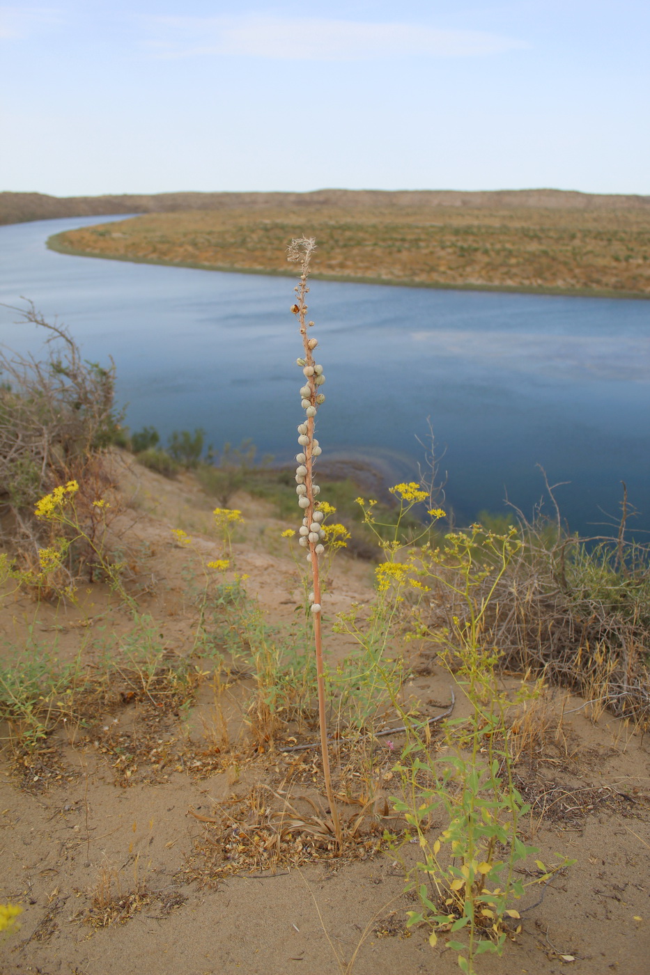 Изображение особи Eremurus inderiensis.