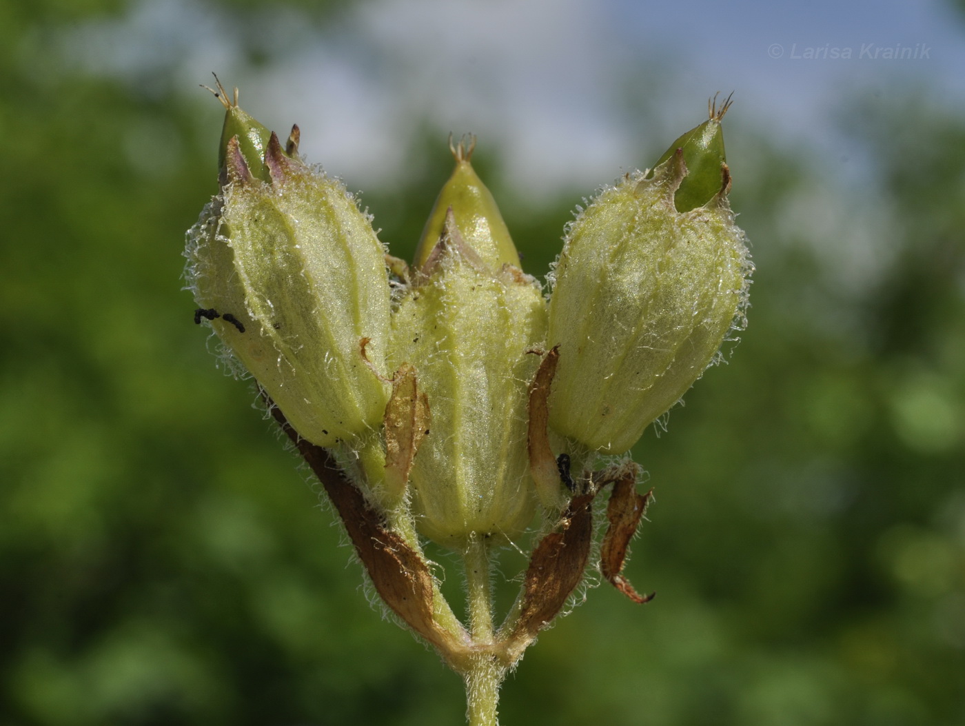 Изображение особи Lychnis fulgens.