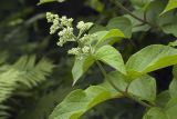 Hydrangea paniculata