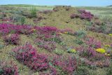 Oxytropis floribunda