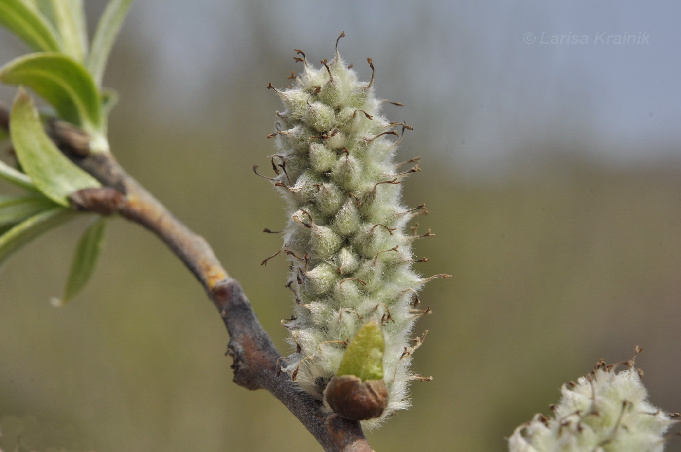 Image of Salix schwerinii specimen.