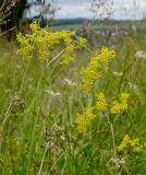 Galium verum. Соцветие. Пермский край, пос. Юго-Камский, окр. Юго-Камского пруда, склон холма, луг. 1 июля 2020 г.