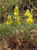 Trigonella spicata