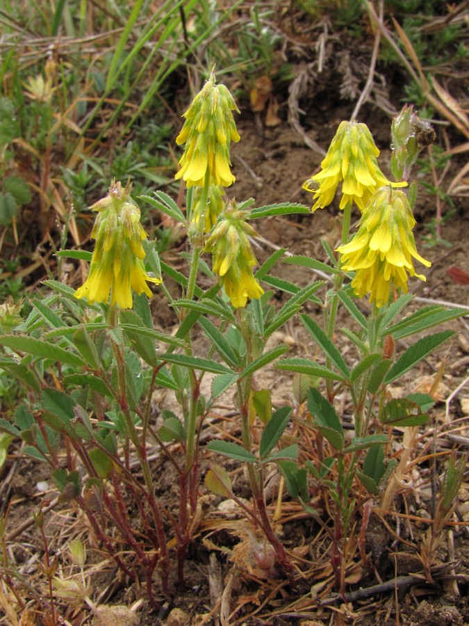 Изображение особи Trigonella spicata.