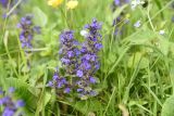 Ajuga genevensis. Соцветия. Республика Ингушетия, Джейрахский р-н, окр. ур. Никойте, выс. 1820 м н.у.м., луг рядом с опушкой соснового леса. 19 июня 2022 г.