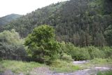 Pyrus caucasica. Взрослое дерево. Республика Ингушетия, Джейрахский р-н, нижнее течение р. Гулойхи, высота 1190 м н.у.м., берег реки. 20 июня 2022 г.