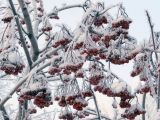 Sorbus aucuparia. Ветви с прошлогодними соплодиями после снегопада. Ульяновск, Заволжский р-н, сквер на ул. 40-летия Октября. 19.02.2023.