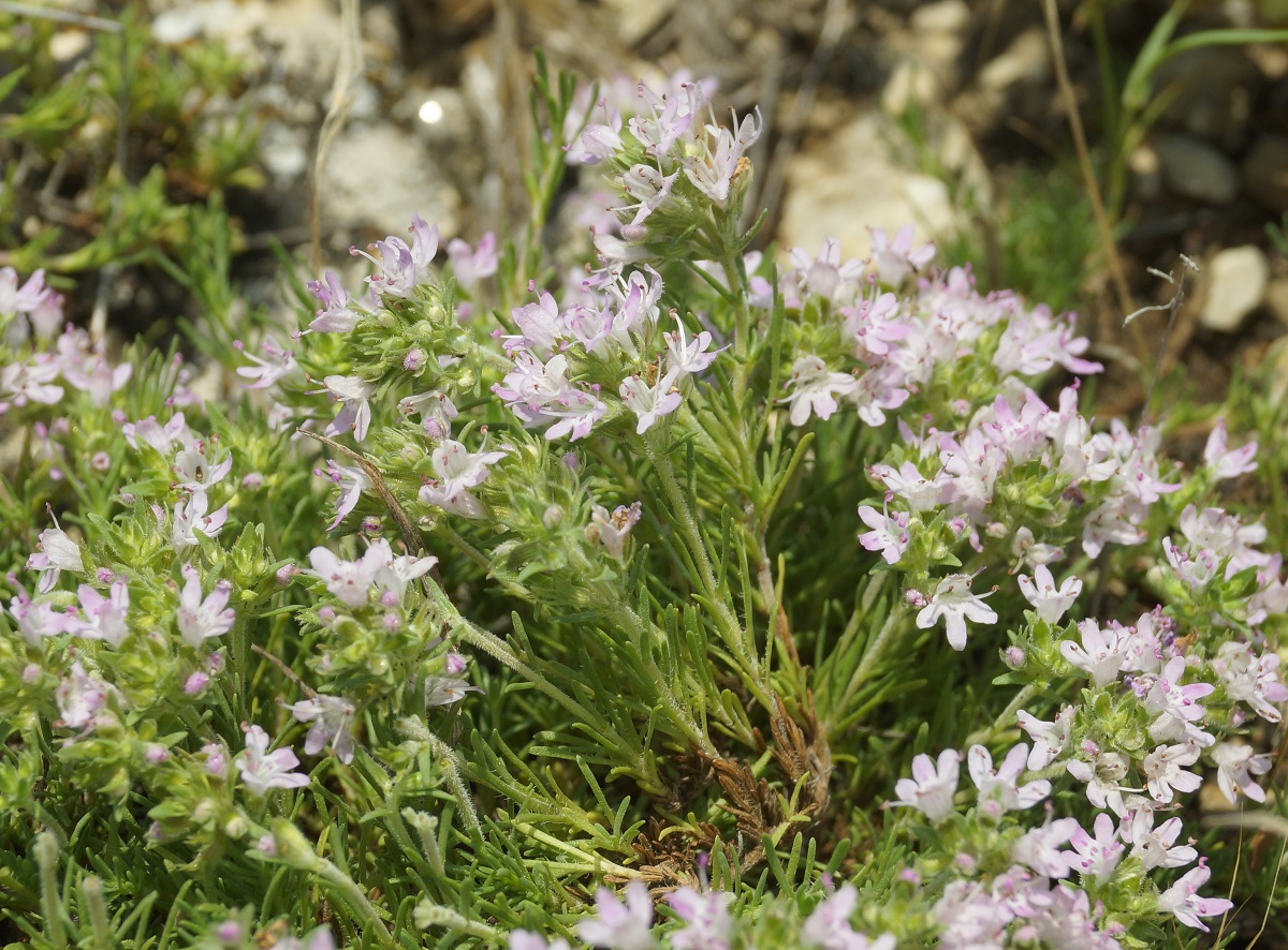 Изображение особи Thymus tauricus.