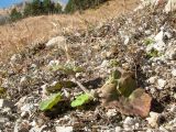 Tussilago farfara